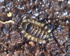 Sypharochiton pelliserpentis