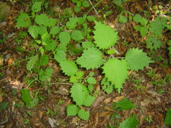 Urtica thunbergiana