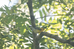 Protonotaria citrea