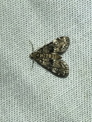 Elophila obliteralis