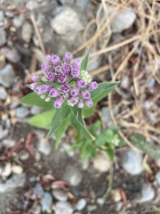 Pluchea odorata odorata