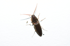Pityobiinae