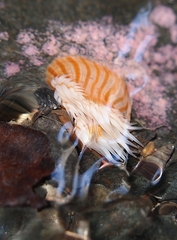 Anthothoe albocincta