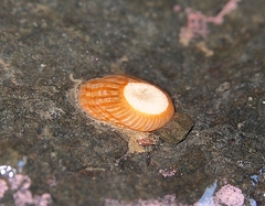 Anthothoe albocincta