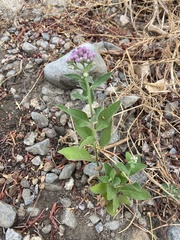 Pluchea odorata odorata