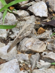 Trimerotropini