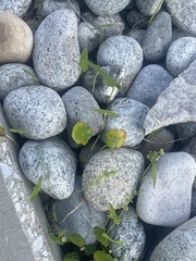 Hydrocotyle bonariensis