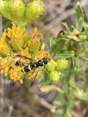 Parancistrocerus declivatus