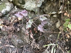 Heuchera micrantha