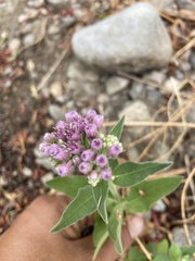 Pluchea odorata odorata