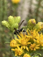 Parancistrocerus declivatus
