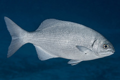 Kyphosus cinerascens