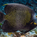 French Angelfish - Photo (c) François Libert, some rights reserved (CC BY-NC), uploaded by François Libert