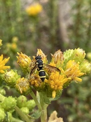 Parancistrocerus declivatus