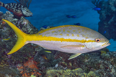 Ocyurus chrysurus