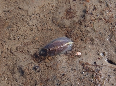 Austrovenus stutchburyi