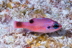 Apogon maculatus