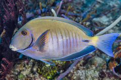 Acanthurus chirurgus