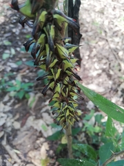 Umbonia crassicornis