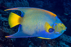 Holacanthus ciliaris