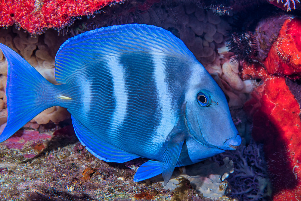 Doctorfish Tang (REEF: common Caribbean reef fishes) · iNaturalist