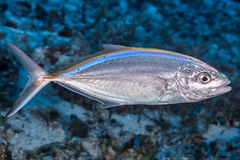 Caranx ruber