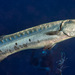 巴拉金梭魚 - Photo 由 François Libert 所上傳的 (c) François Libert，保留部份權利CC BY-NC