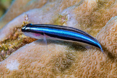 Elacatinus illecebrosus
