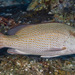 Grey Snapper - Photo (c) François Libert, some rights reserved (CC BY-NC), uploaded by François Libert
