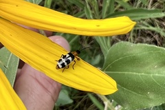 Paranapiacaba tricincta
