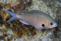 Azurina multilineata