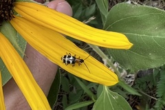 Paranapiacaba tricincta