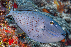 Xanthichthys ringens