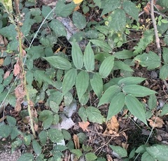Prosartes hookeri