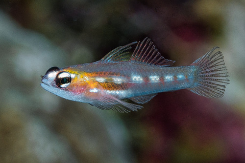 Masked goby (Coryphopterus personatus) — Gobiidae — 4