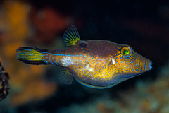 Canthigaster rostrata