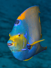 Holacanthus ciliaris