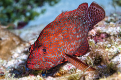 Cephalopholis cruentata