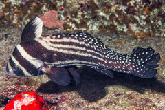 Eques punctatus