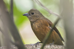 Tachyphonus coronatus