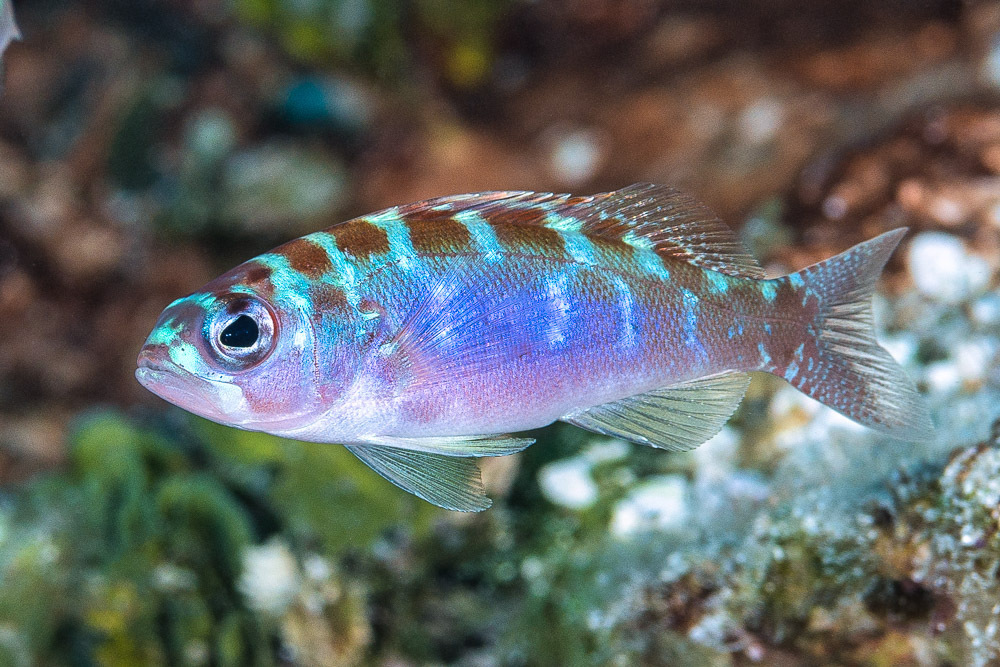 Chalk Bass