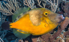 Cantherhines macrocerus