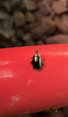 Disonycha xanthomelas