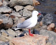 Chroicocephalus novaehollandiae scopulinus
