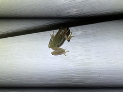 Hyla squirella