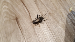 Gryllus