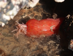 Epiactis thompsoni