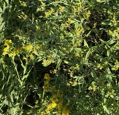 Hypericum prolificum