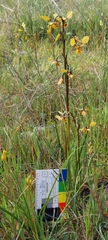 Diuris × palachila
