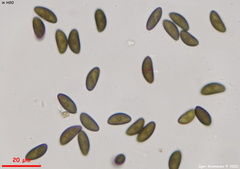 Xylaria longipes